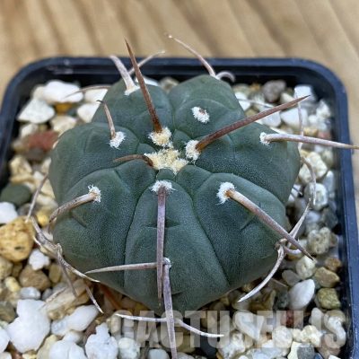 SH33257 Gymnocalycium vatteri VG 302