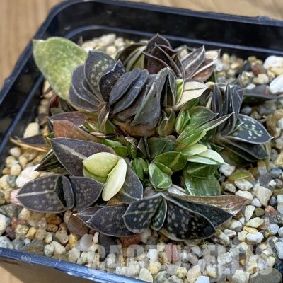 SH33258 Gasteria minima f. variegata