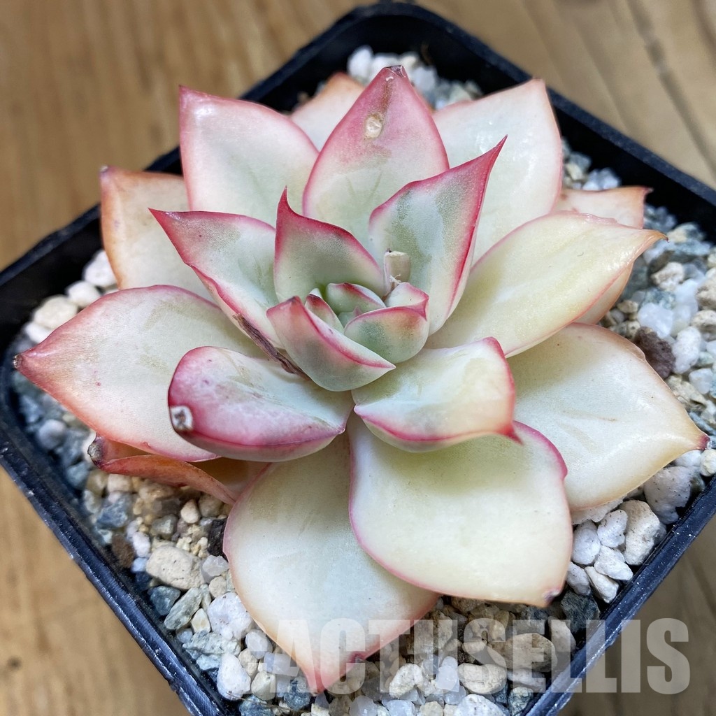 SH33225 Echeveria 'Moon Goddess'
