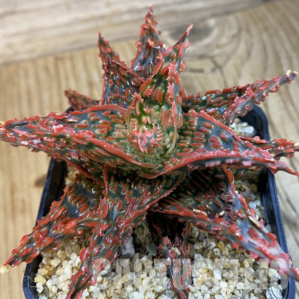 SH33260 Aloe TCT hybrid