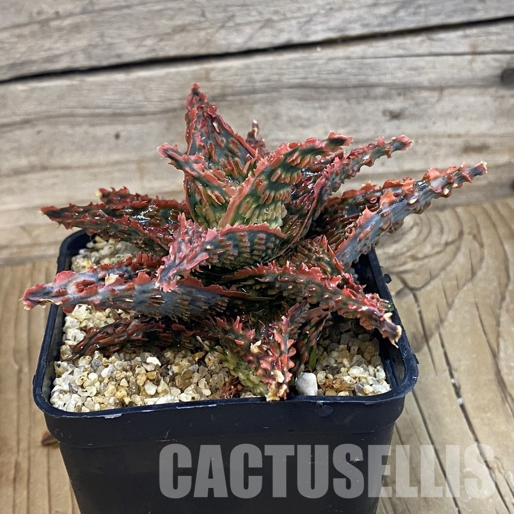 SH33260 Aloe TCT hybrid - Image 2