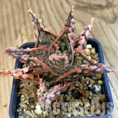 SH33261 Aloe TCT hybrid