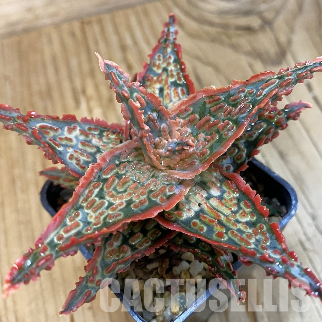 SH33262 Aloe TCT hybrid