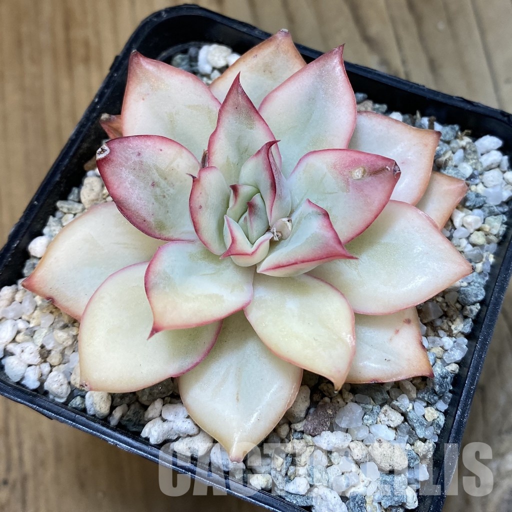 SH33225 Echeveria 'Moon Goddess' - Image 2