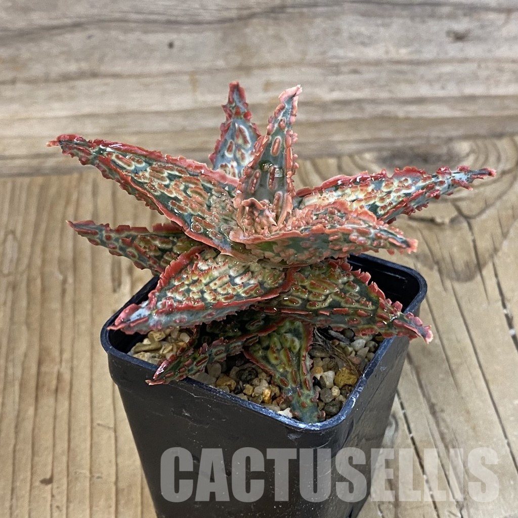 SH33262 Aloe TCT hybrid - Image 2