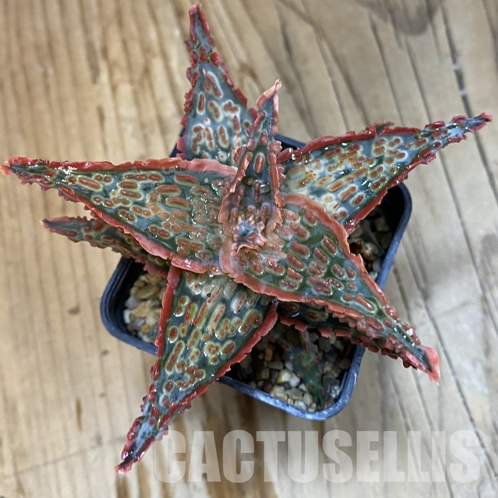 SH33262 Aloe TCT hybrid - Image 3