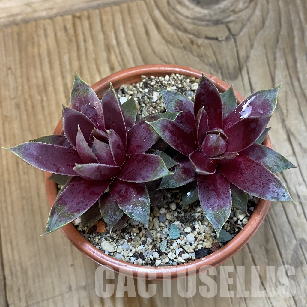 SH33263 Sempervivum 'Heartbeat' (cold-resistant) - Image 2