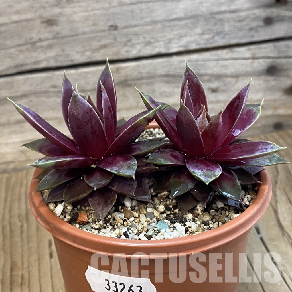 SH33263 Sempervivum 'Heartbeat' (cold-resistant) - Image 3