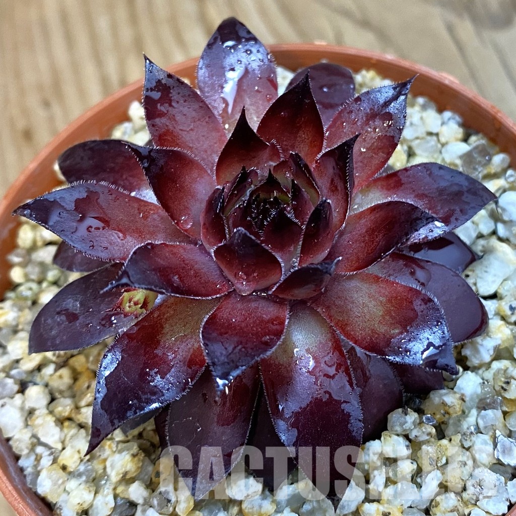 SH33265 Sempervivum sp. (cold-resistant)