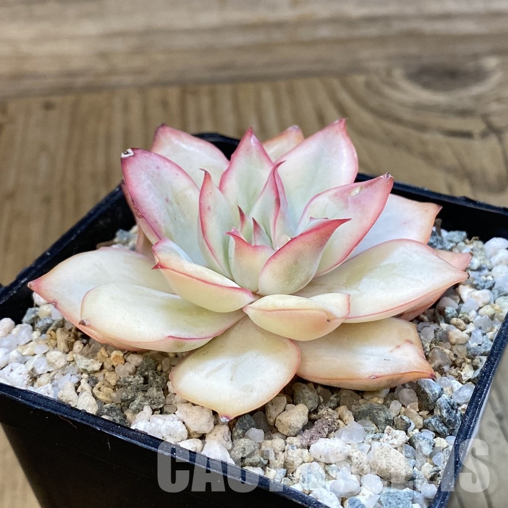 SH33225 Echeveria 'Moon Goddess' - Image 3