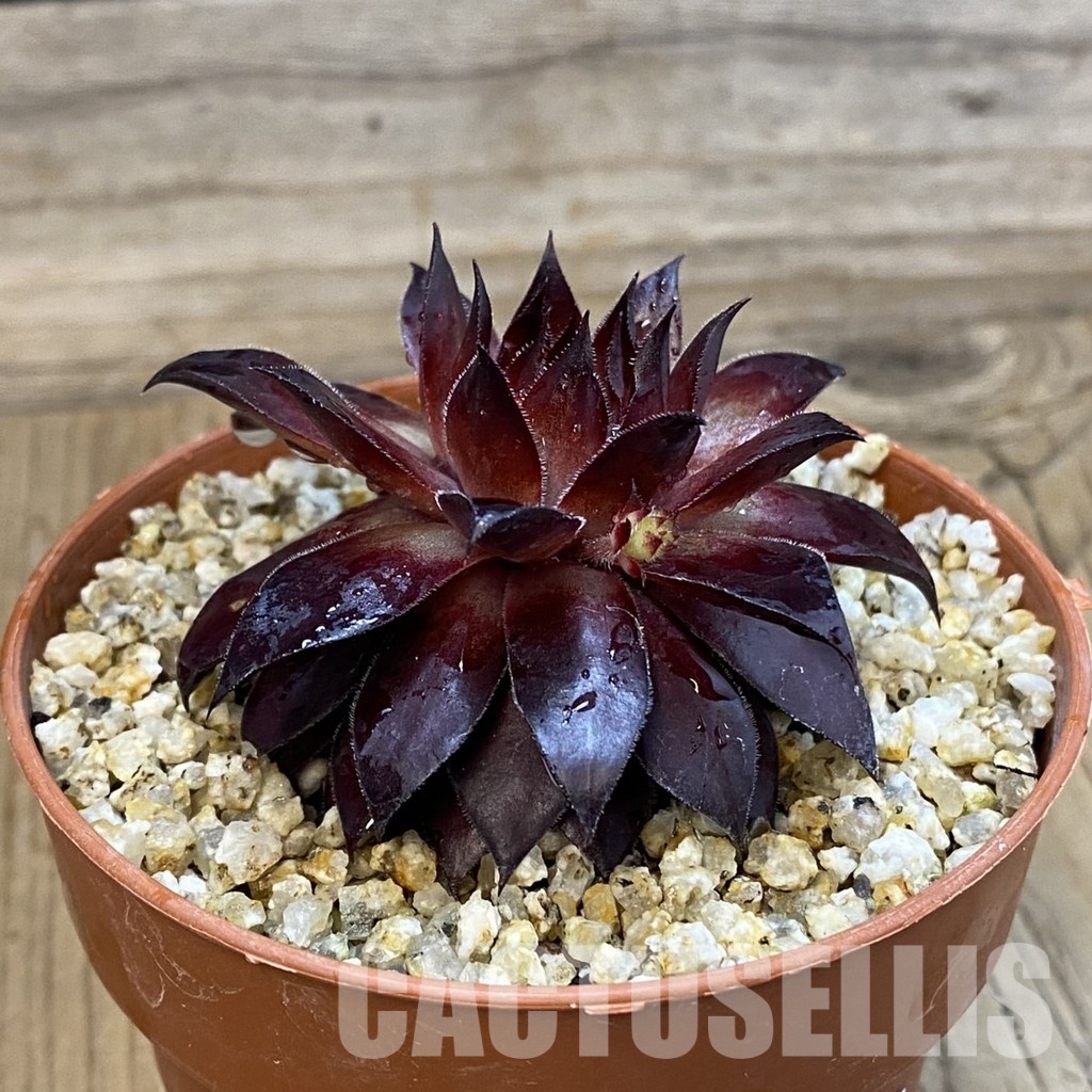 SH33265 Sempervivum sp. (cold-resistant) - Image 2