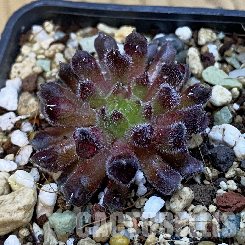 SH33268 Sempervivum 'Red Oddity' (cold-resistant)