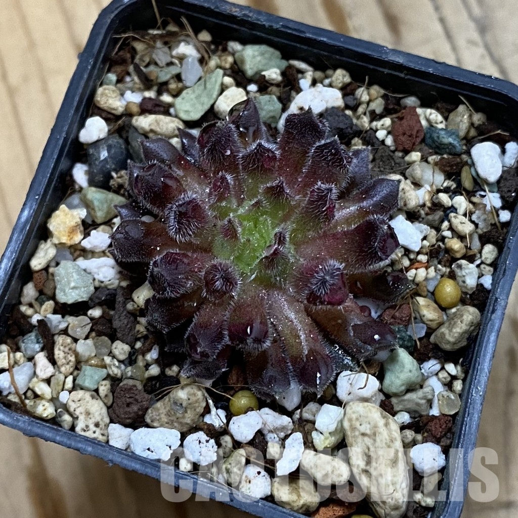 SH33268 Sempervivum 'Red Oddity' (cold-resistant) - Image 2