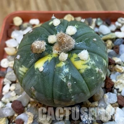 SH33269 Astrophytum asterias f. variegata