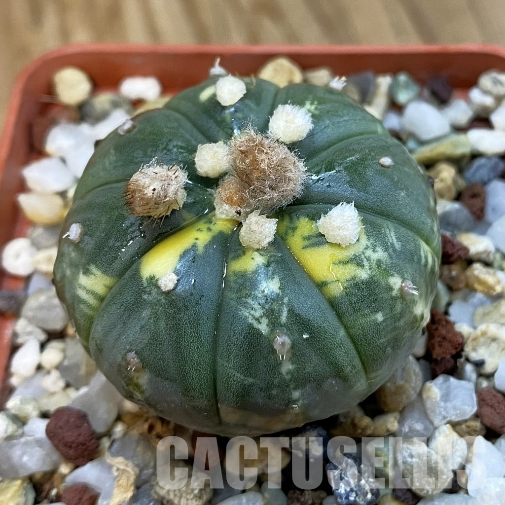 SH33269 Astrophytum asterias f. variegata