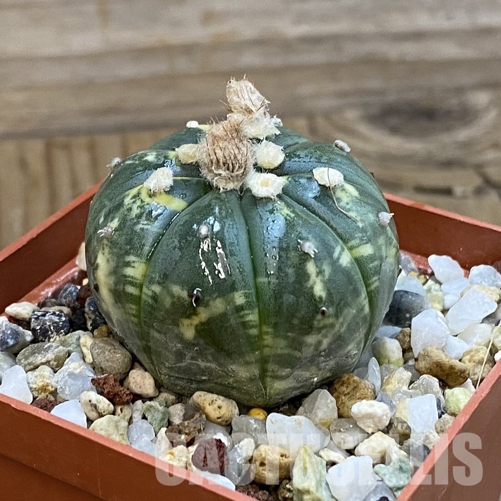 SH33269 Astrophytum asterias f. variegata - Image 2