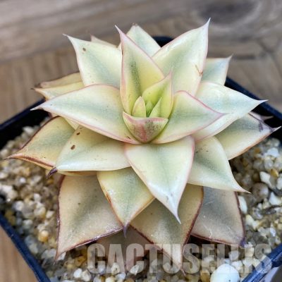 SH33226 Echeveria 'Monocerotis'