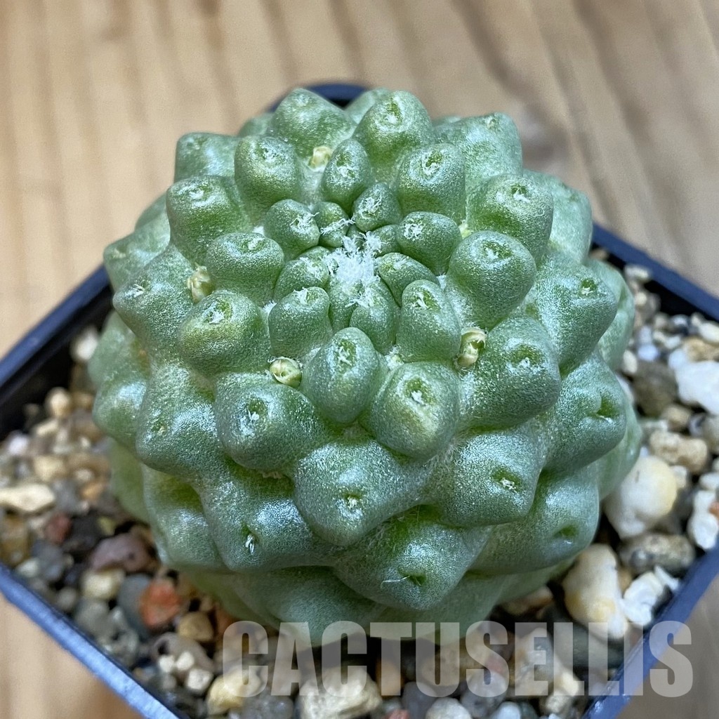 SH33272 Mammillaria schumanii f. inermis