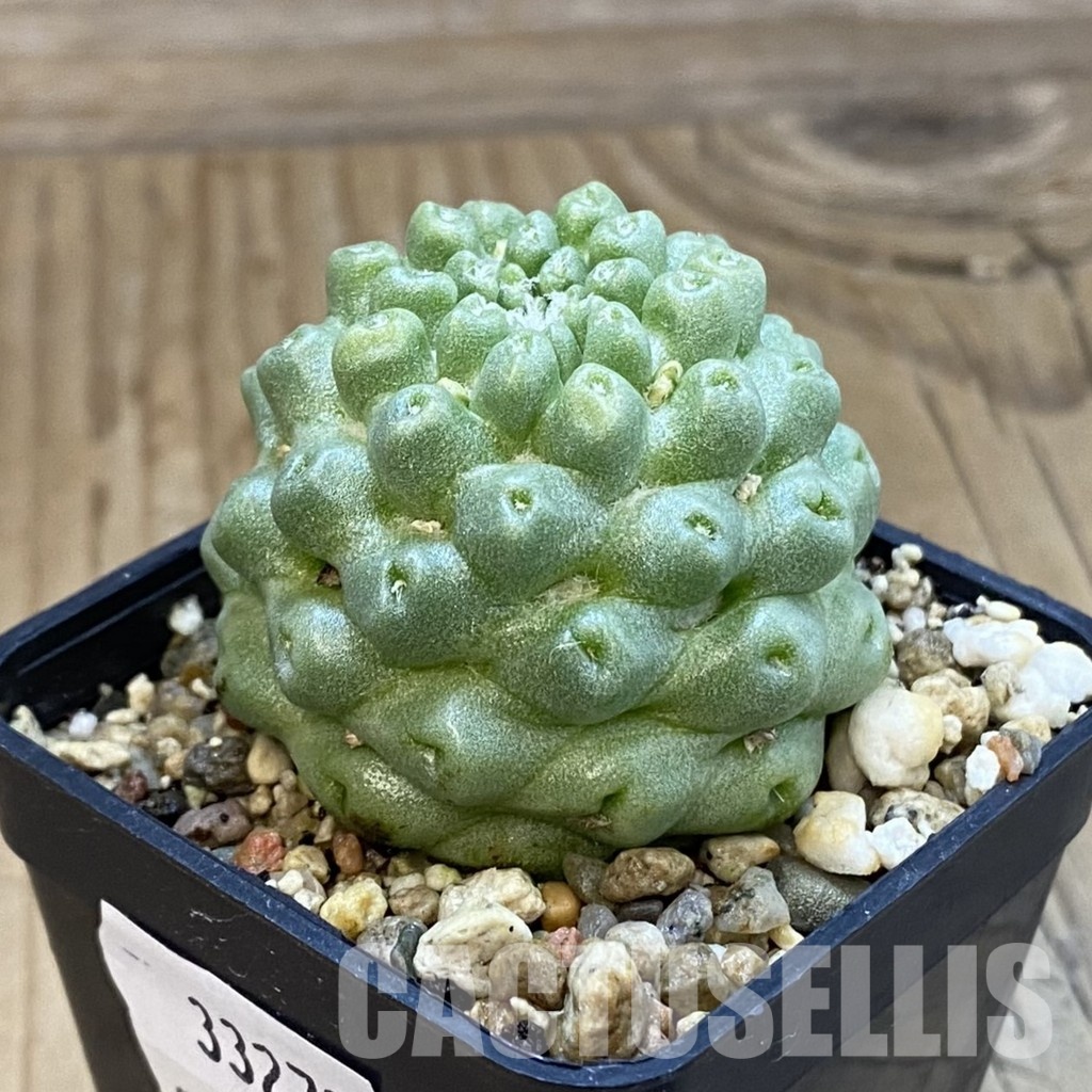 SH33272 Mammillaria schumanii f. inermis - Image 2