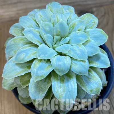SH33273 Echeveria 'Hades'