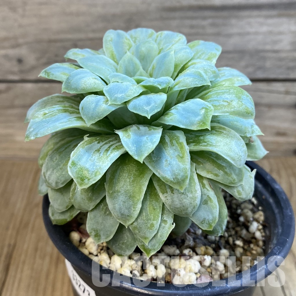 SH33273 Echeveria 'Hades' - Image 2