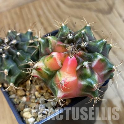 SH33274 Gymnocalycium mihanovichii f. variegata, 2 plants, seedling