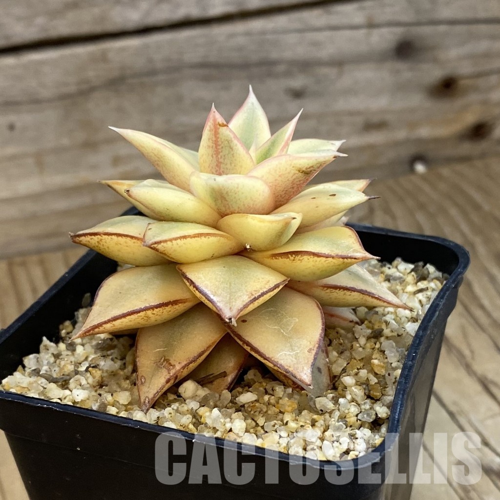 SH33226 Echeveria 'Monocerotis' - Image 2