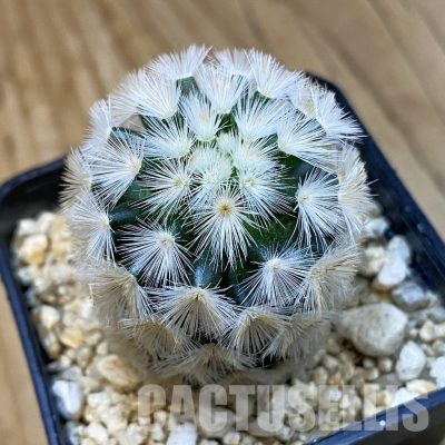 SH33276 Mammillaria carmenae hybrid
