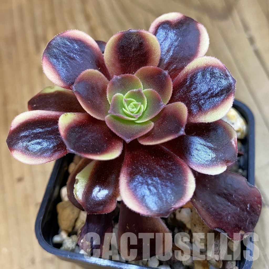 SH33278 Aeonium 'Superbang'