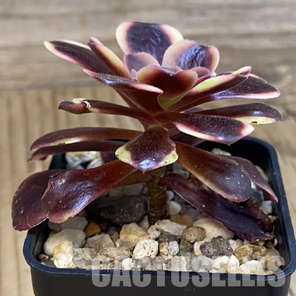 SH33278 Aeonium 'Superbang' - Image 2