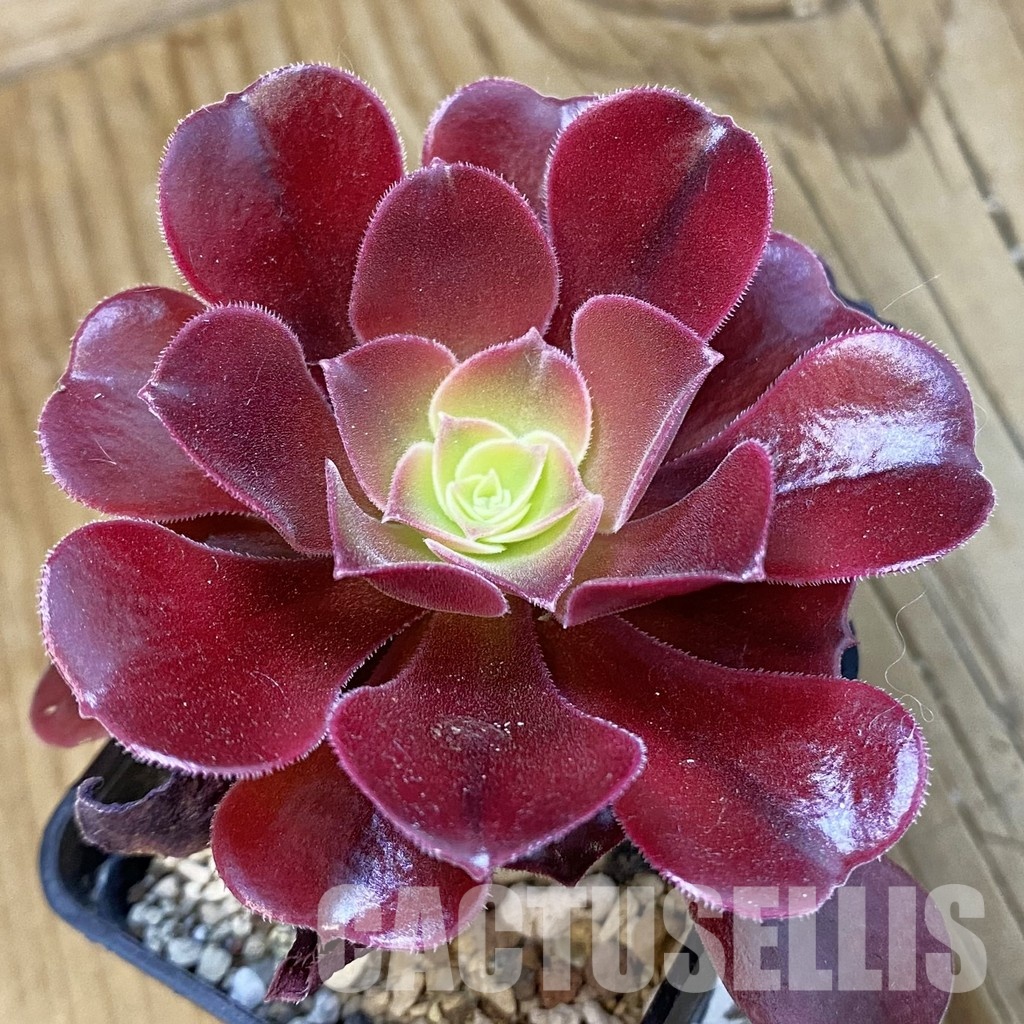 SH33279 Aeonium 'Blushing Beauty'