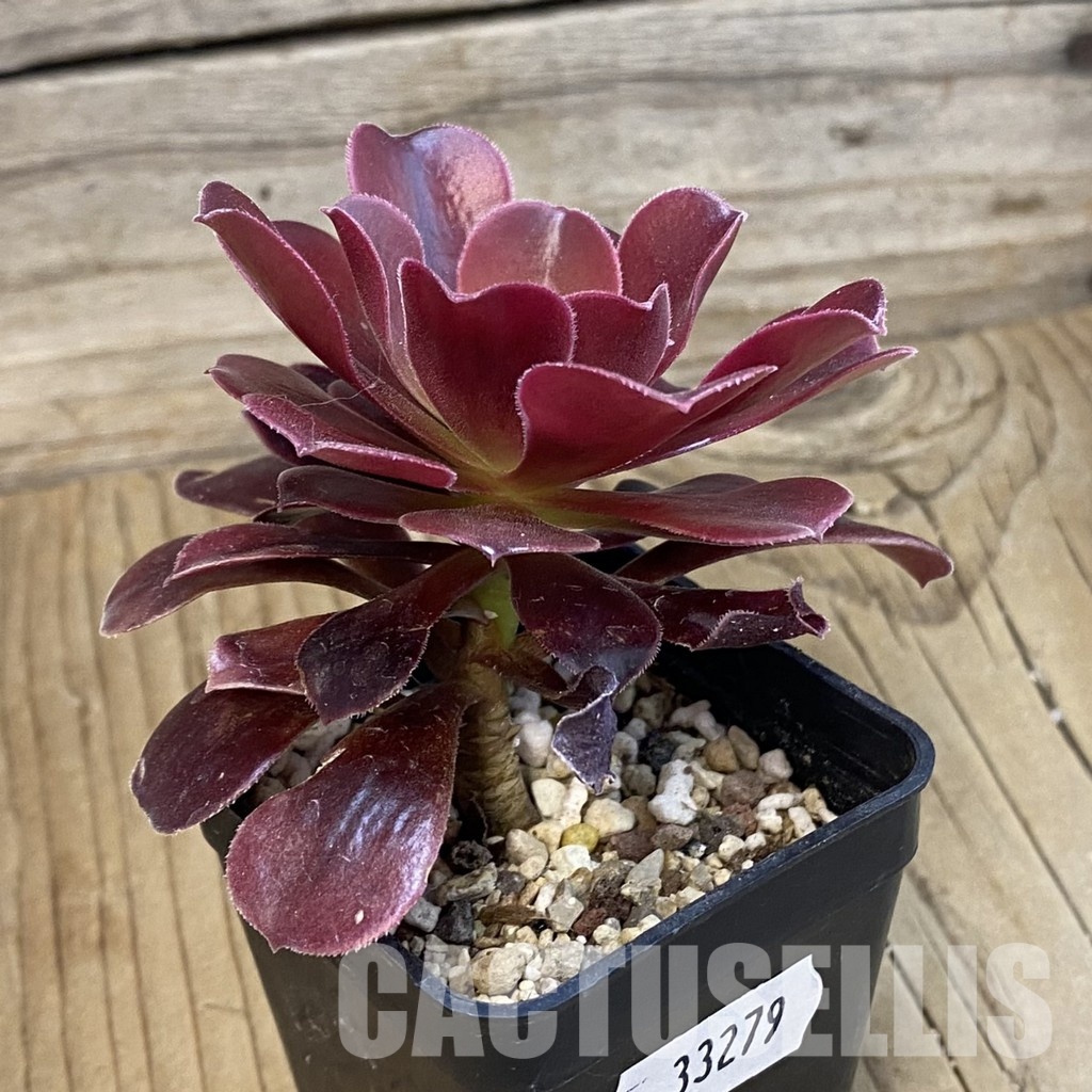 SH33279 Aeonium 'Blushing Beauty' - Image 2