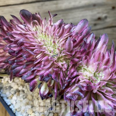 SH33222 Aeonium 'Fragrant Beauty' f. cristata