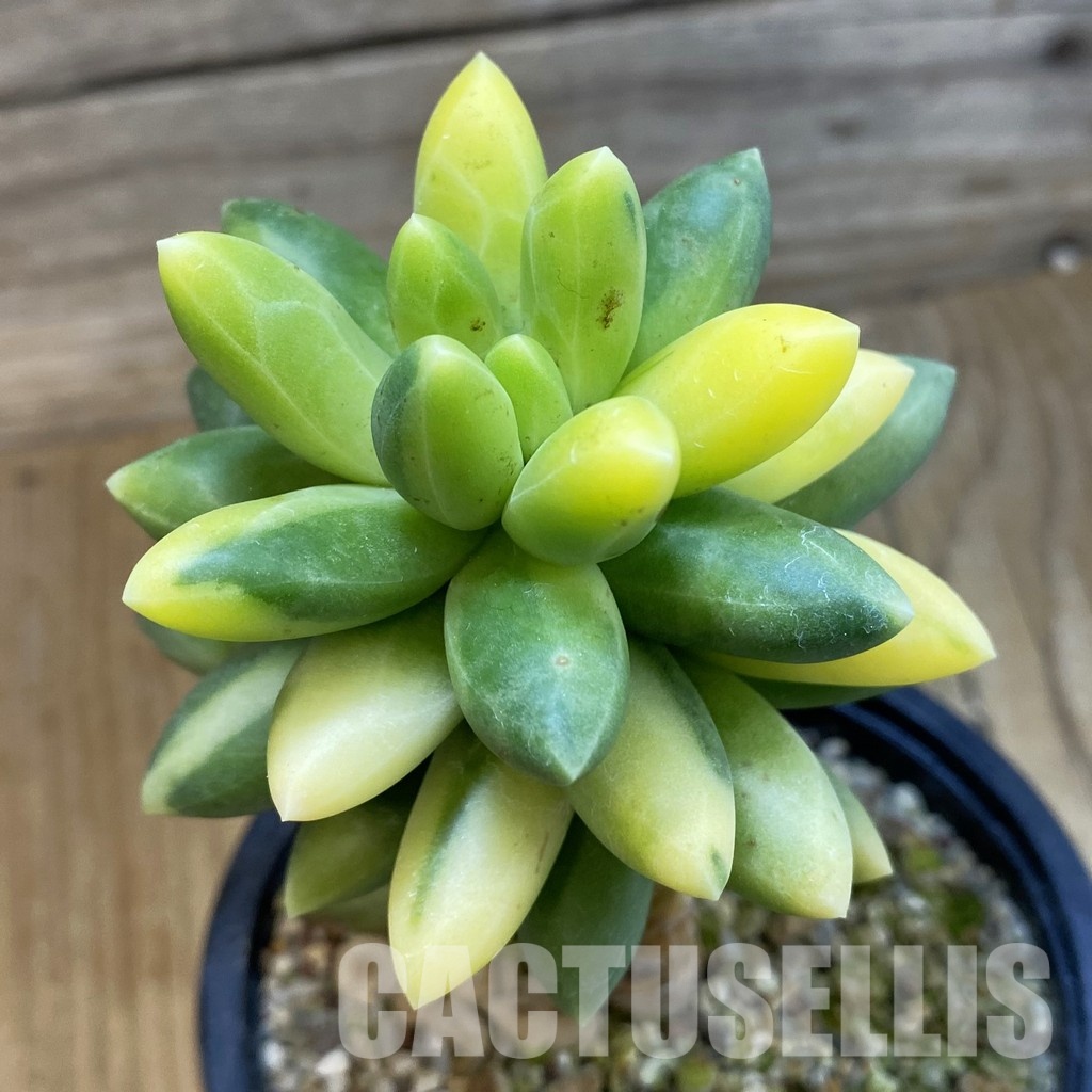 SH33227 Pachyphytum compactum f. variegata