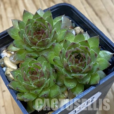 SH33282 Sempervivum Dr. Fritz Köhlein (cold-resistant)