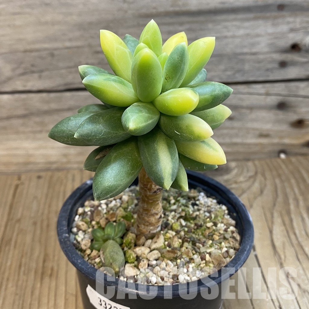 SH33227 Pachyphytum compactum f. variegata - Image 2