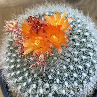 SH33285 Parodia haselbergii