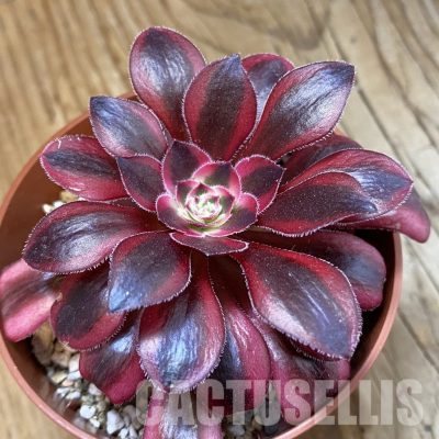 SH33287 Aeonium 'Medusa'