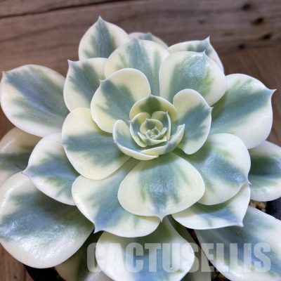 SH33288 Echeveria 'Compton Carousel'