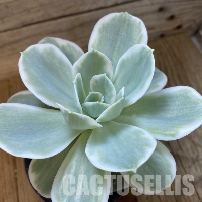 SH33289 Echeveria 'Lemon Lime' f. variegata