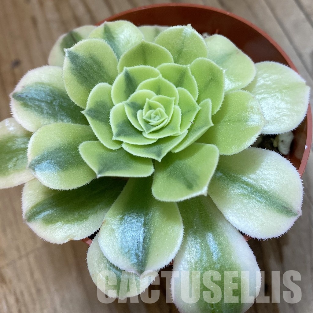 SH33291 Aeonium 'Green Bean'