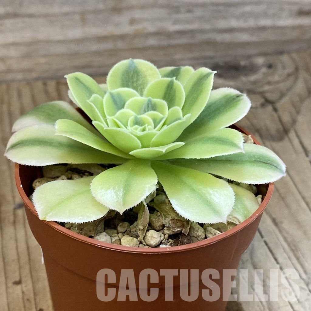 SH33291 Aeonium 'Green Bean' - Image 2