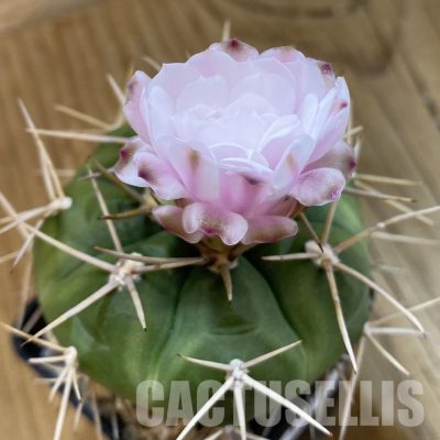SH33292 Gymnocalycium eurypleurum P0434