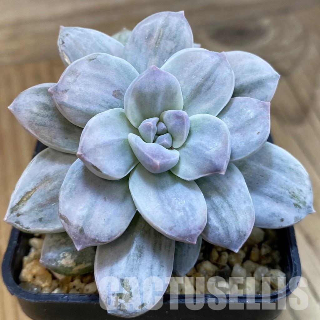 SH33228 Graptopetalum ‘Silver Boom’