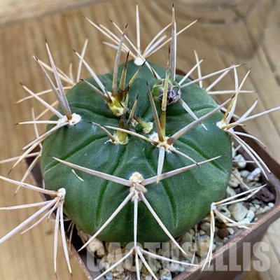 SH33293 Gymnocalycium eurypleurum P0434