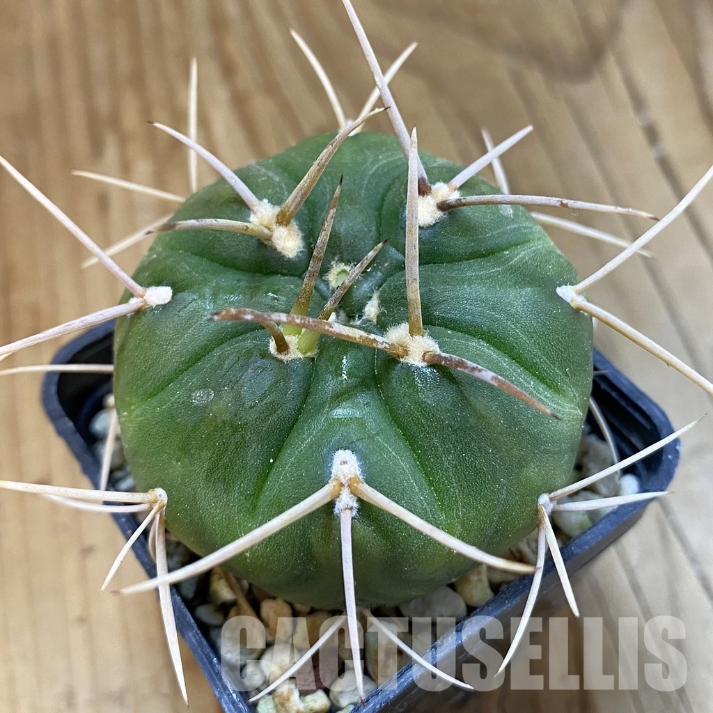 SH33294 Gymnocalycium eurypleurum P0434