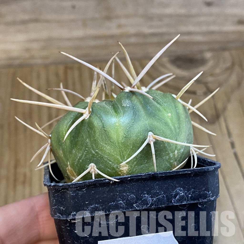 SH33294 Gymnocalycium eurypleurum P0434 - Image 2