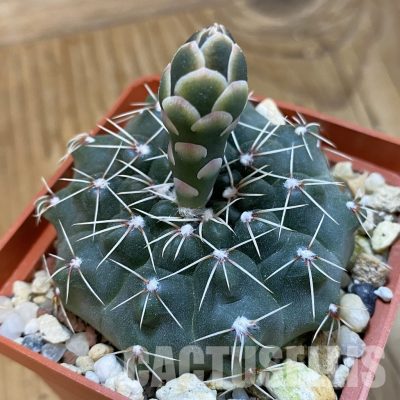 SH33295 Gymnocalycium kuehhasii VG 1091
