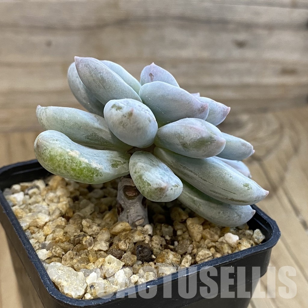 SH33228 Graptopetalum ‘Silver Boom’ - Image 2