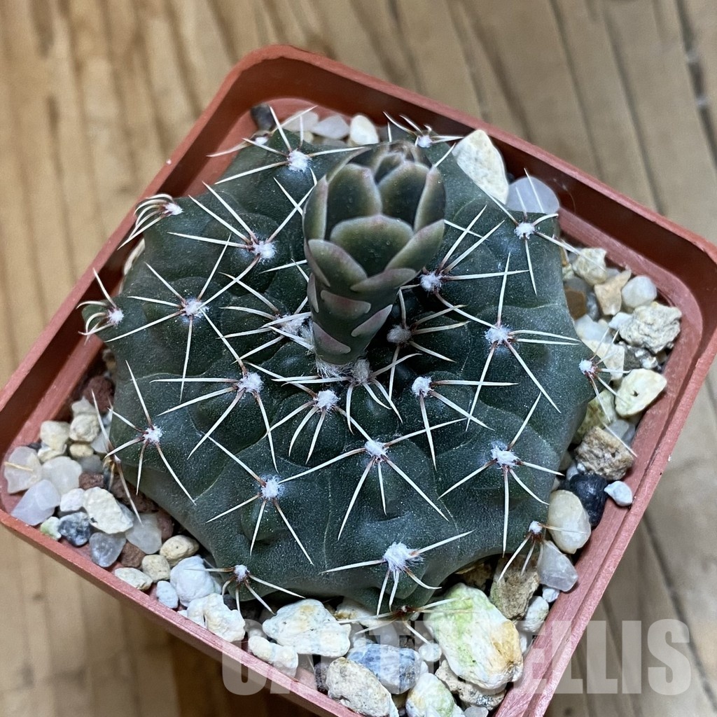 SH33295 Gymnocalycium kuehhasii VG 1091 - Image 2
